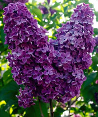 Arbust ornamental - Liliac Charles Joly - ghiveci 2L - inaltime la livrare 70-90cm - Aqua Flowers