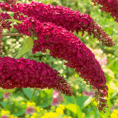 Liliac de vara - Buddleja Royal Red - Ghiveci - 60 - 70 cm