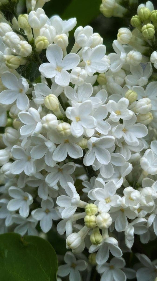 Arbust ornamental - Liliac SYRINGA-Monique Lemoine - ghiveci 2L - inaltime la livrare 70-90cm - Aqua Flowers