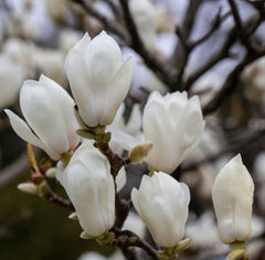 Magnolia Denudata Yulan - Ghiveci 3L - H 100 - 110 cm