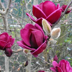 Arbust ornamental - Magnolia Genie - Ghiveci - Aqua Flowers