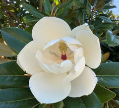 Magnolia Grandiflora Francois Treyve - Ghiveci 3L - H 100 - 110 cm