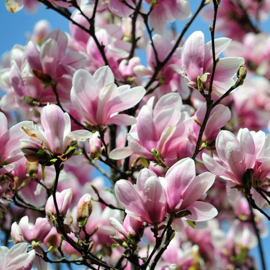 Arbust ornamental - Magnolia Soulangeana Alexandrina - Ghiveci - Aqua Flowers