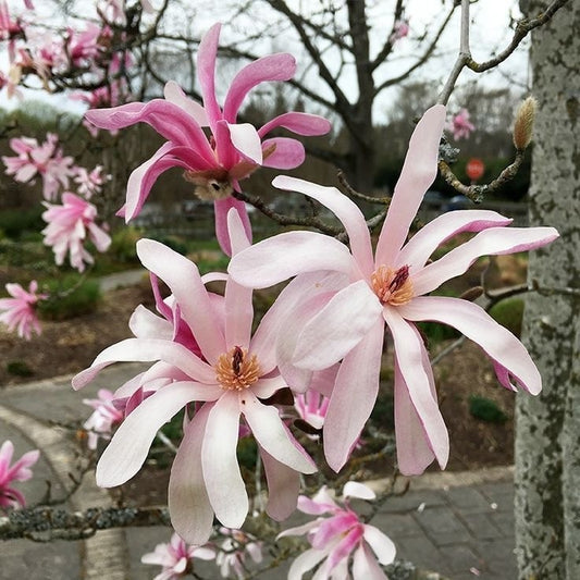 Arbust ornamental - Magnolia Stellata Rosea - Ghiveci - Aqua Flowers