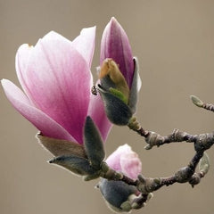 Arbust ornamental - Magnolia - Susan - ghiveci 2L - Aqua Flowers