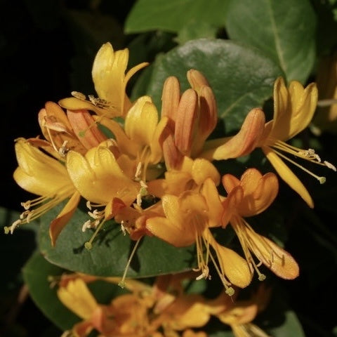Arbust ornamental - Mana Maicii Domnului / Caprifoi Lonicera Henryi Copper - Ghiveci - Aqua Flowers