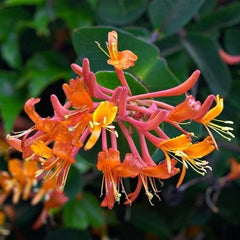 Mana Maicii Domnului / Caprifoi Lonicera Mandarin - Ghiveci - inaltime la livrare 60 - 70 cm