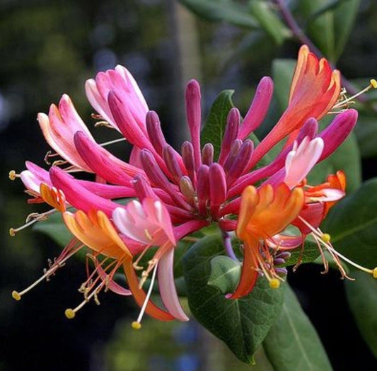Arbust ornamental - Mana Maicii Domnului / Caprifoi Lonicera Pink - Ghiveci - Aqua Flowers