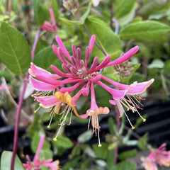 Arbust ornamental - Mana Maicii Domnului / Caprifoi Lonicera Pink - Ghiveci - Aqua Flowers