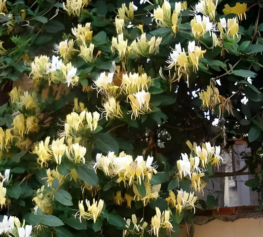 Arbust ornamental - Mana Maicii Domnului / Ever Green - Ghiveci 2L - Aqua Flowers