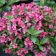 Arbust ornamental - Weigela - Pink - Aqua Flowers
