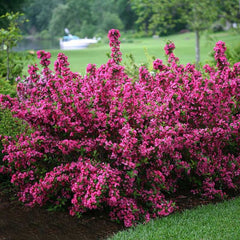Arbust ornamental - Weigela - Pink - Aqua Flowers