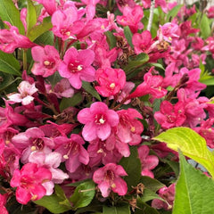 Arbust ornamental - Weigela - Pink - Aqua Flowers