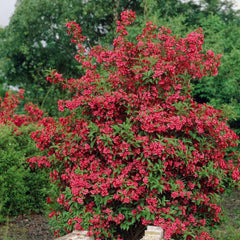 Arbust ornamental - Weigela - Red Prince - Aqua Flowers