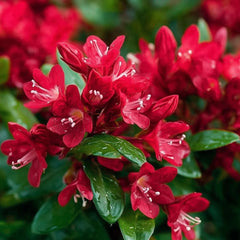 Arbust ornamental - Weigela - Red Prince - Aqua Flowers