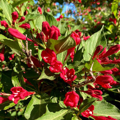 Arbust ornamental - Weigela - Red Prince - Aqua Flowers