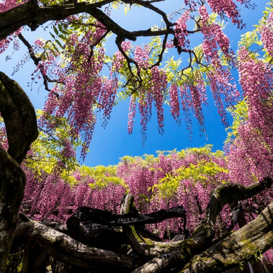 Arbust ornamental - Wisteria - Glicina - Pink Sinensis
