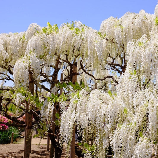 Arbust ornamental - Wisteria - Glicina - White Sinensis