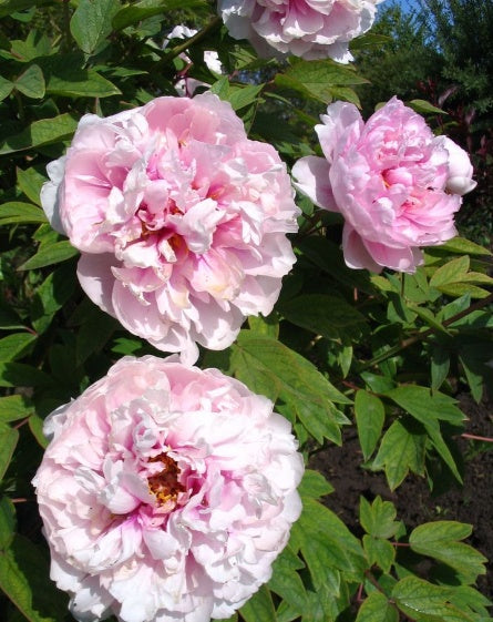 Arbust ornamental - Yin Hong Qiao Dui (Silver Red) - Aqua Flowers