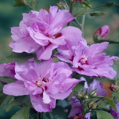 Hibiscus Syriacus Ardens - Ghiveci 3L
