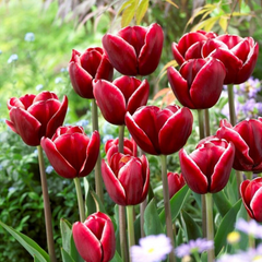 Bulbi Lalele Armani – Pachet 5 Bulbi- Aqua Flowers