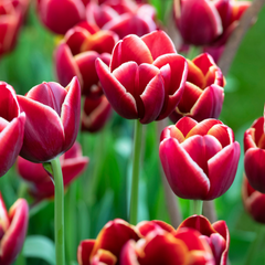 Bulbi Lalele Armani – Pachet 5 Bulbi- Aqua Flowers