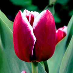 Bulbi Lalele Armani – Pachet 5 Bulbi- Aqua Flowers