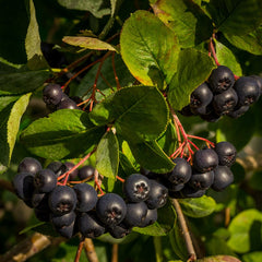 Aronia Nero - Ghiveci - Ghiveci P9 - Anul 2