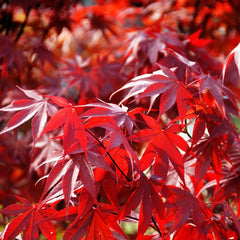 Artar Japonez Acer Atropurpureum Rosu - Ghiveci - inaltime la livrare 30 - 40 cm