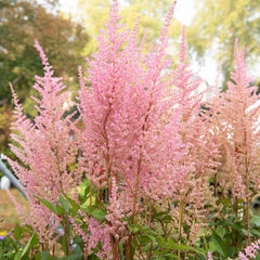 Astilbe - Erika - Pachet 1 Radacina - Aqua Flowers