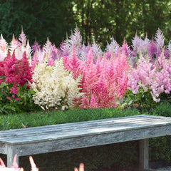 Astilbe - Mix - Pachet 3 Radacini - Aqua Flowers