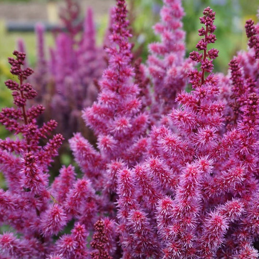 Astilbe - Purple Rain - Pachet 1 Radacina - Aqua Flowers
