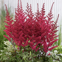 Astilbe - Red - Pachet 1 Radacina - Aqua Flowers