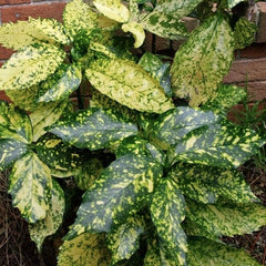 Aucuba Japonica - Pomul de Aur - Ghiveci 2 L