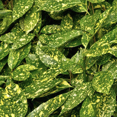 Aucuba Japonica - Pomul de Aur - Ghiveci 2 L