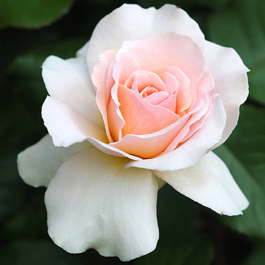Trandafiri Teahibrizi - Avalanche - Rădăcină Ambalată - Aqua Flowers