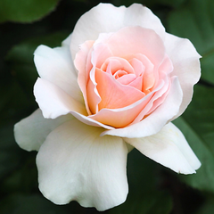 Trandafiri Teahibrizi - Avalanche - Rădăcină Ambalată - Aqua Flowers
