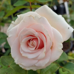 Trandafiri Teahibrizi - Avalanche - Rădăcină Ambalată - Aqua Flowers