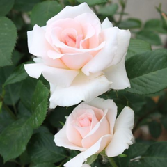 Trandafiri Teahibrizi - Avalanche - Rădăcină Ambalată - Aqua Flowers