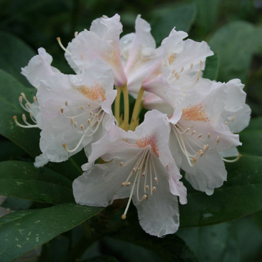 Rhododendron Cunningham White - ghiveci 2L, marime la livrare 50-60 cm