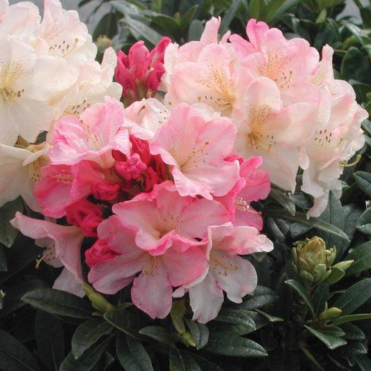 Rhododendron Percy Wiseman - ghiveci 2L, marime la livrare 50-60 cm