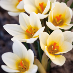 Brândușe Cream Beauty – Pachet 5 Bulbi – Aqua Flowers