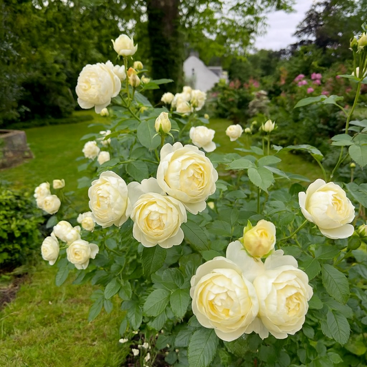 Trandafiri Floribunda Parfumaţi - Bell White - Rădăcină Ambalată Anul 3 - Aqua Flowers