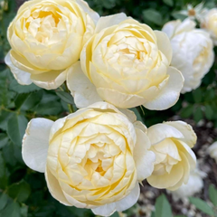 Trandafiri Floribunda Parfumaţi - Bell White - Anul 3 - Ghiveci 2L