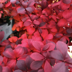 Berberis Ruby Star – Ghiveci - inaltime la livrare 20 - 30 cm