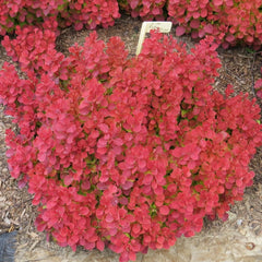 Berberis Ruby Star – Ghiveci - inaltime la livrare 20 - 30 cm