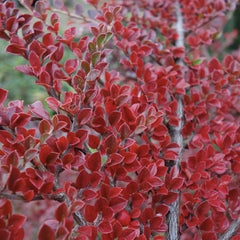 Berberis Ruby Star – Ghiveci - inaltime la livrare 20 - 30 cm
