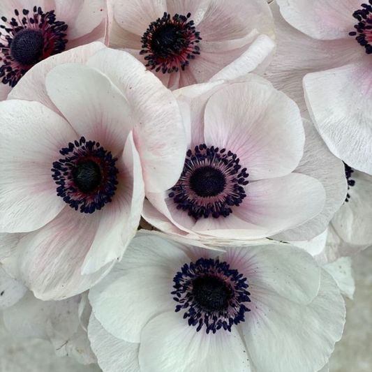 Bulbi Anemone Bicolor - Pachet 10 Bulbi - Aqua Flowers