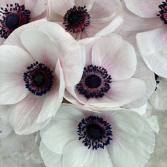 Bulbi Anemone Bicolor White - Pachet 10 Bulbi