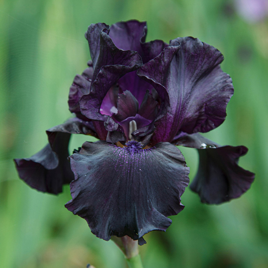 Bulbi Iris Germanica Black - 1 Rizom - Aqua Flowers
